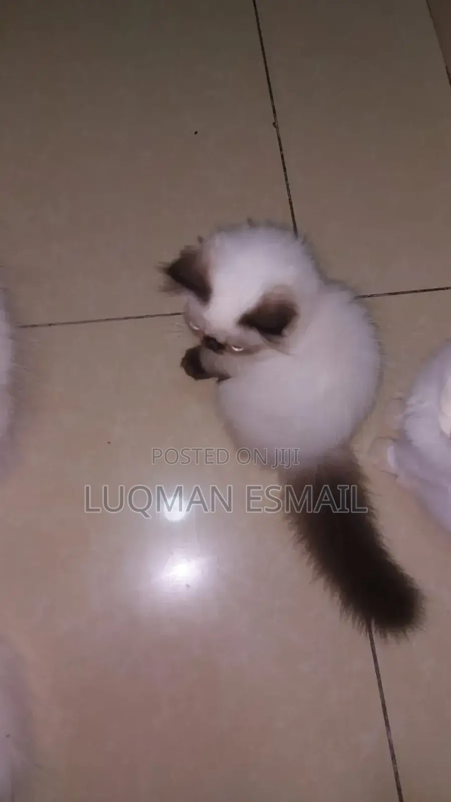 1-3 months Female Purebred Persian