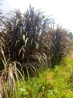 Napier Grass - thumbnail 2