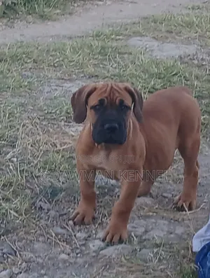 1-3 months Male Purebred Boerboel