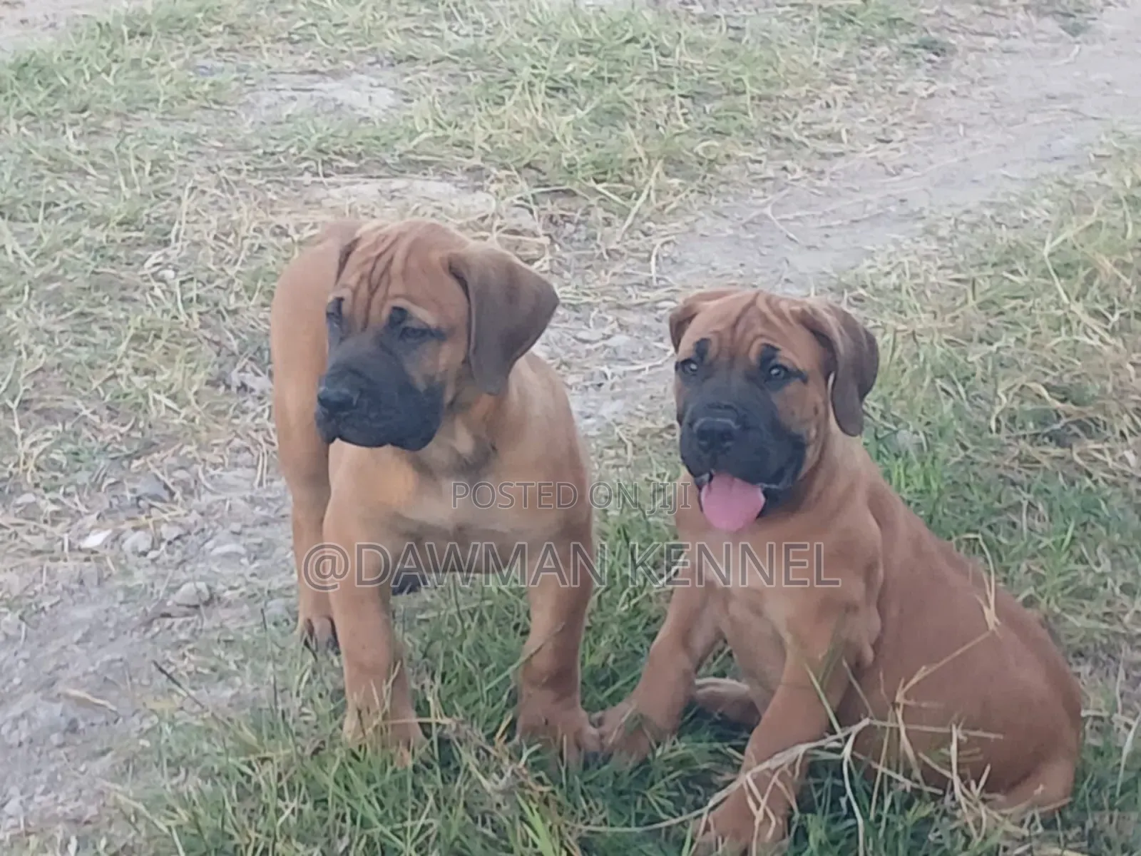 1-3 months Female Purebred Boerboel