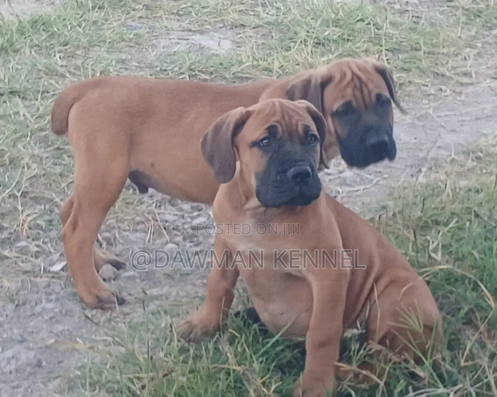1-3 months Male Purebred Boerboel