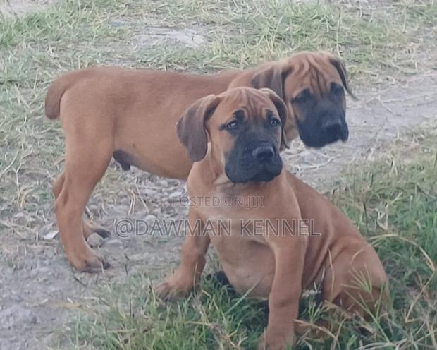 1-3 months Male Purebred Boerboel - main view