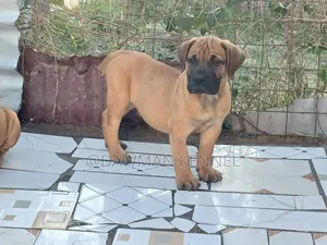 1-3 months Male Purebred Boerboel