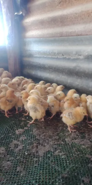 One Week Old Chicks