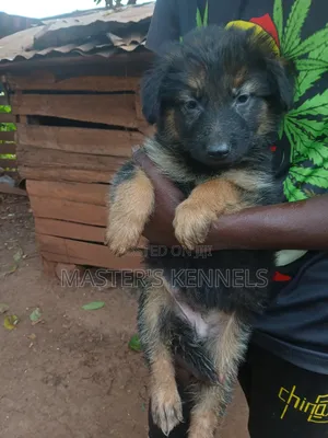 1-3 months Female Purebred German Shepherd