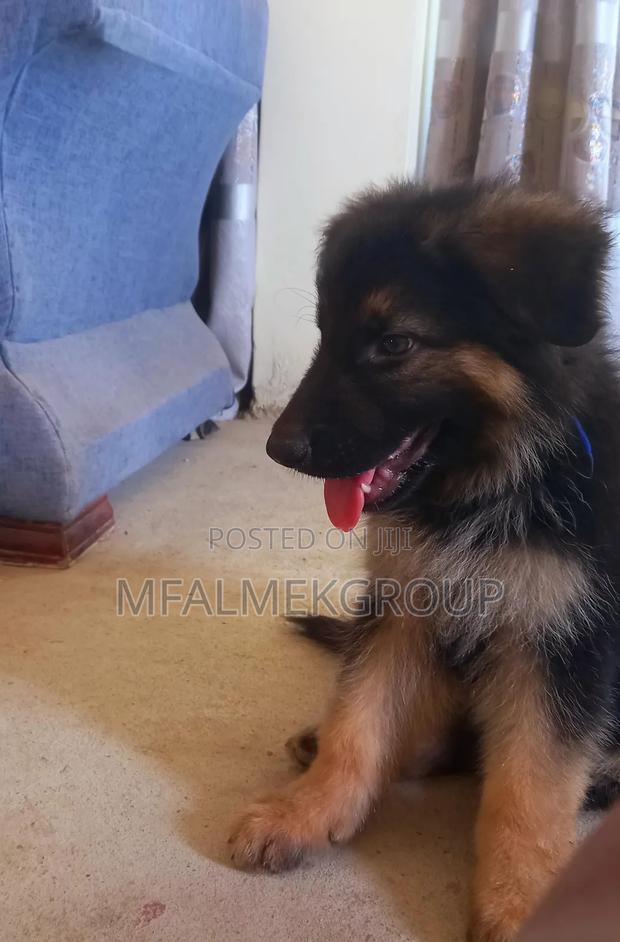 1-3 months Female Purebred German Shepherd - thumbnail 3