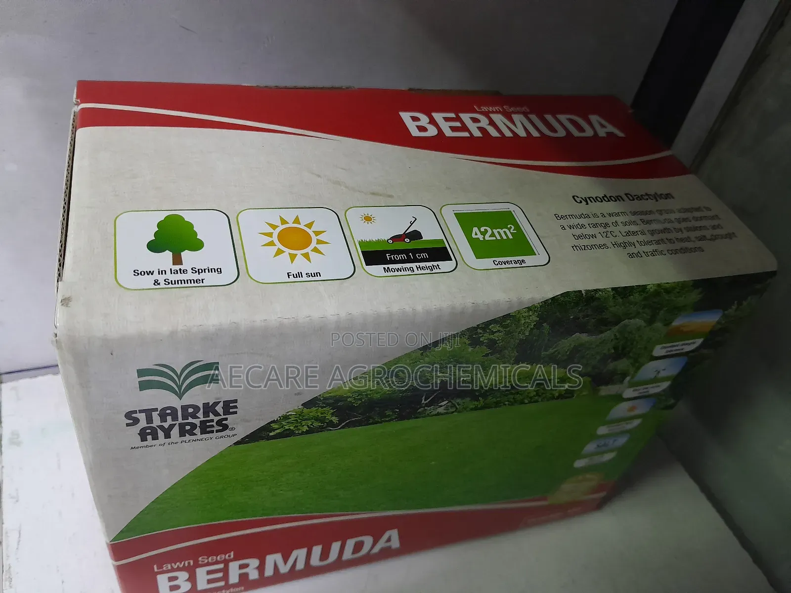 Bermuda Lawn Grass Seeds ( Cynodon Dactylon)