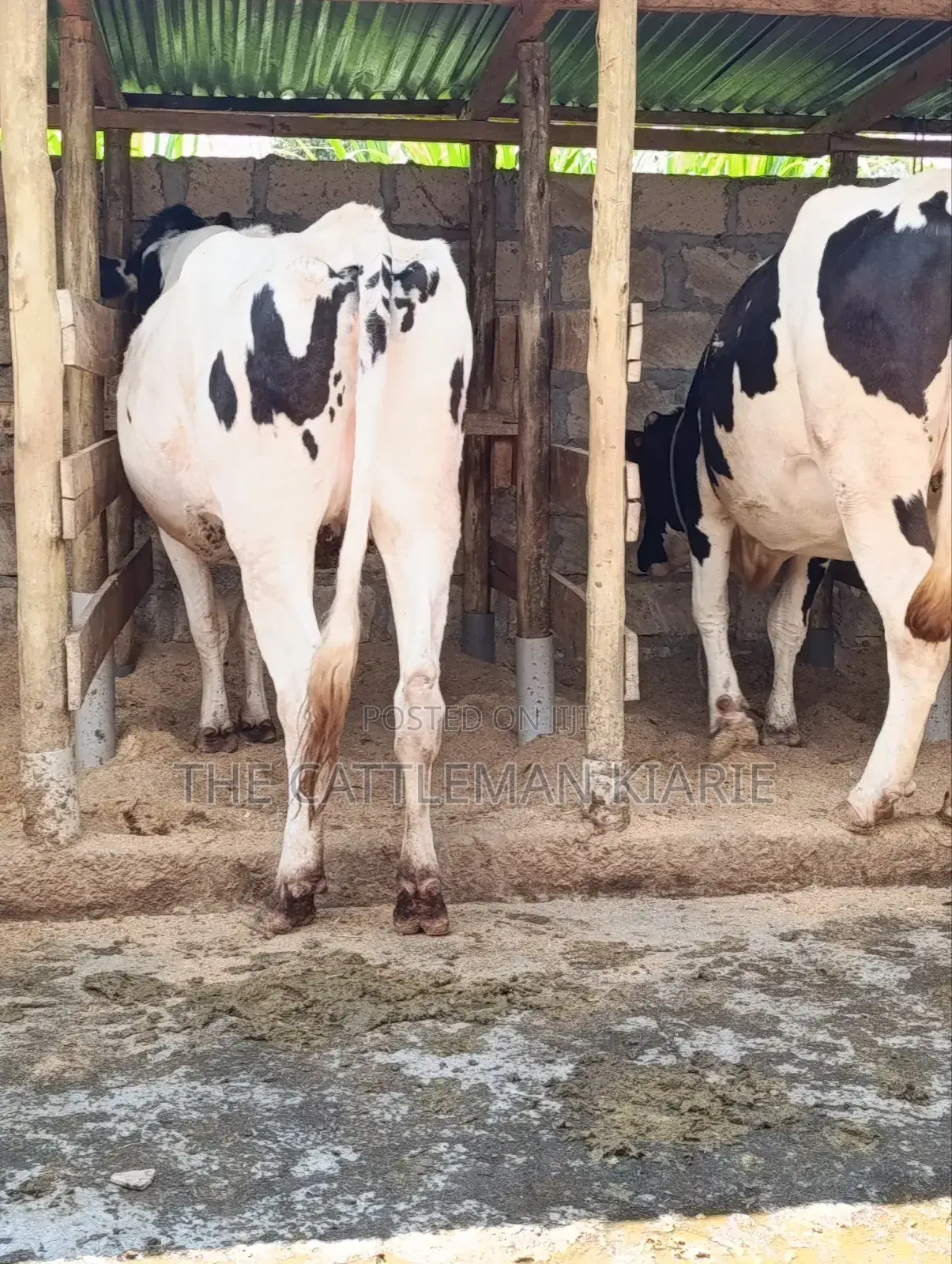 Holstein Incalf Heifers