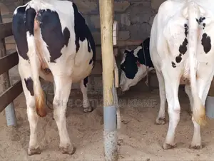Holstein Incalf Heifers