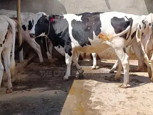 Holstein Incalf Heifers