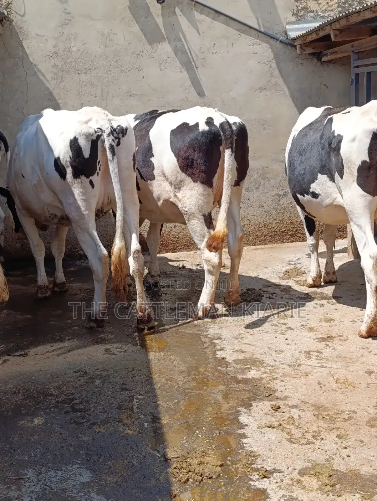 Holstein Incalf Heifers