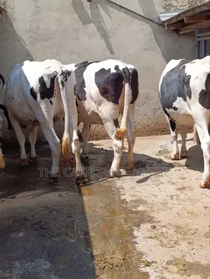 Holstein Incalf Heifers