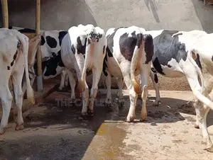 Holstein Incalf Heifers