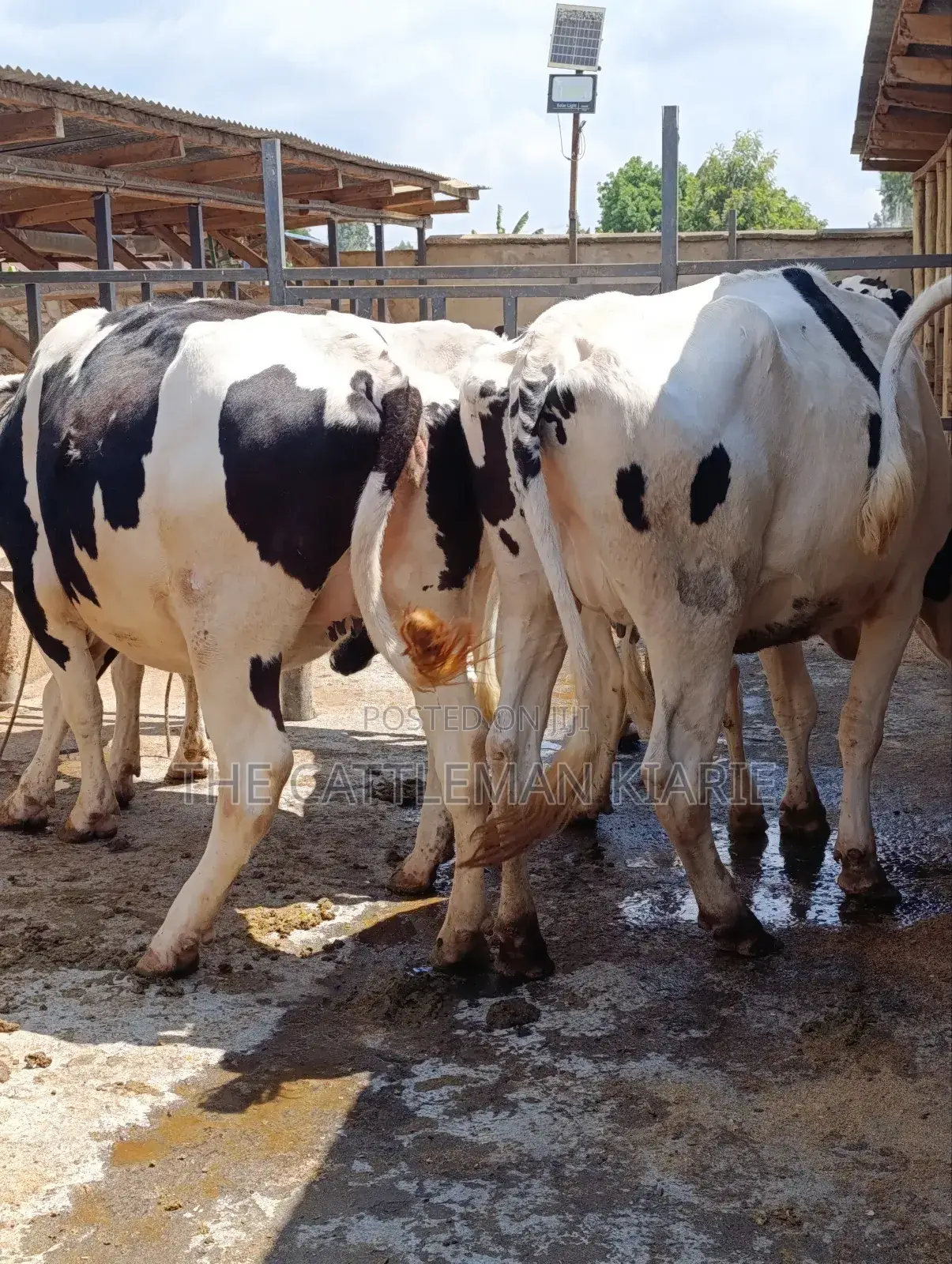 Holstein Incalf Heifers