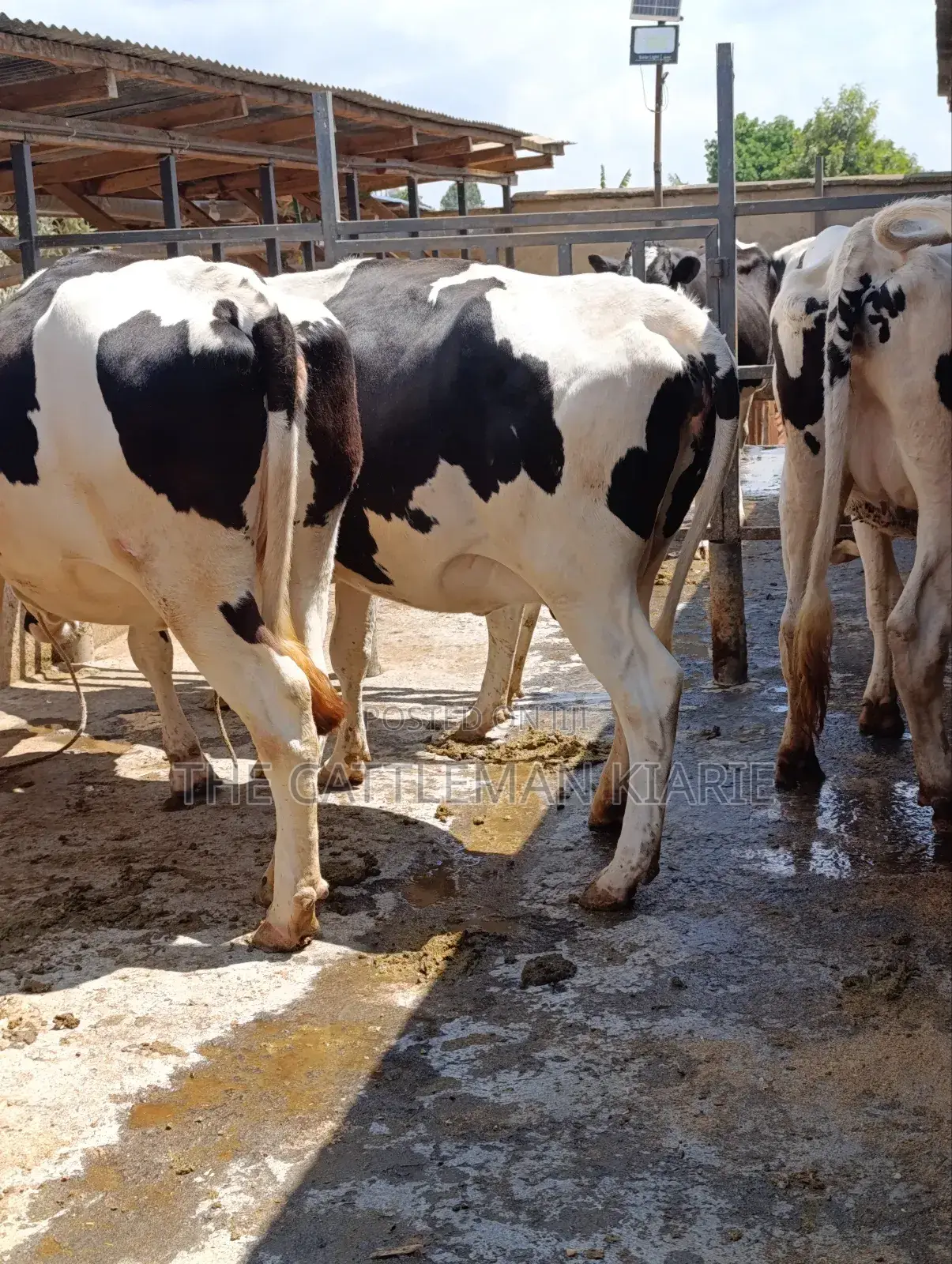 Holstein Incalf Heifers