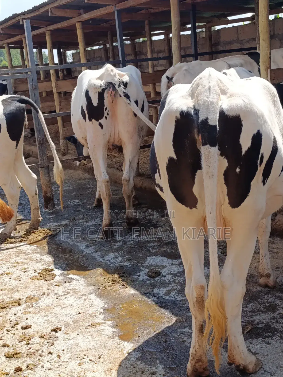 Holstein Incalf Heifers