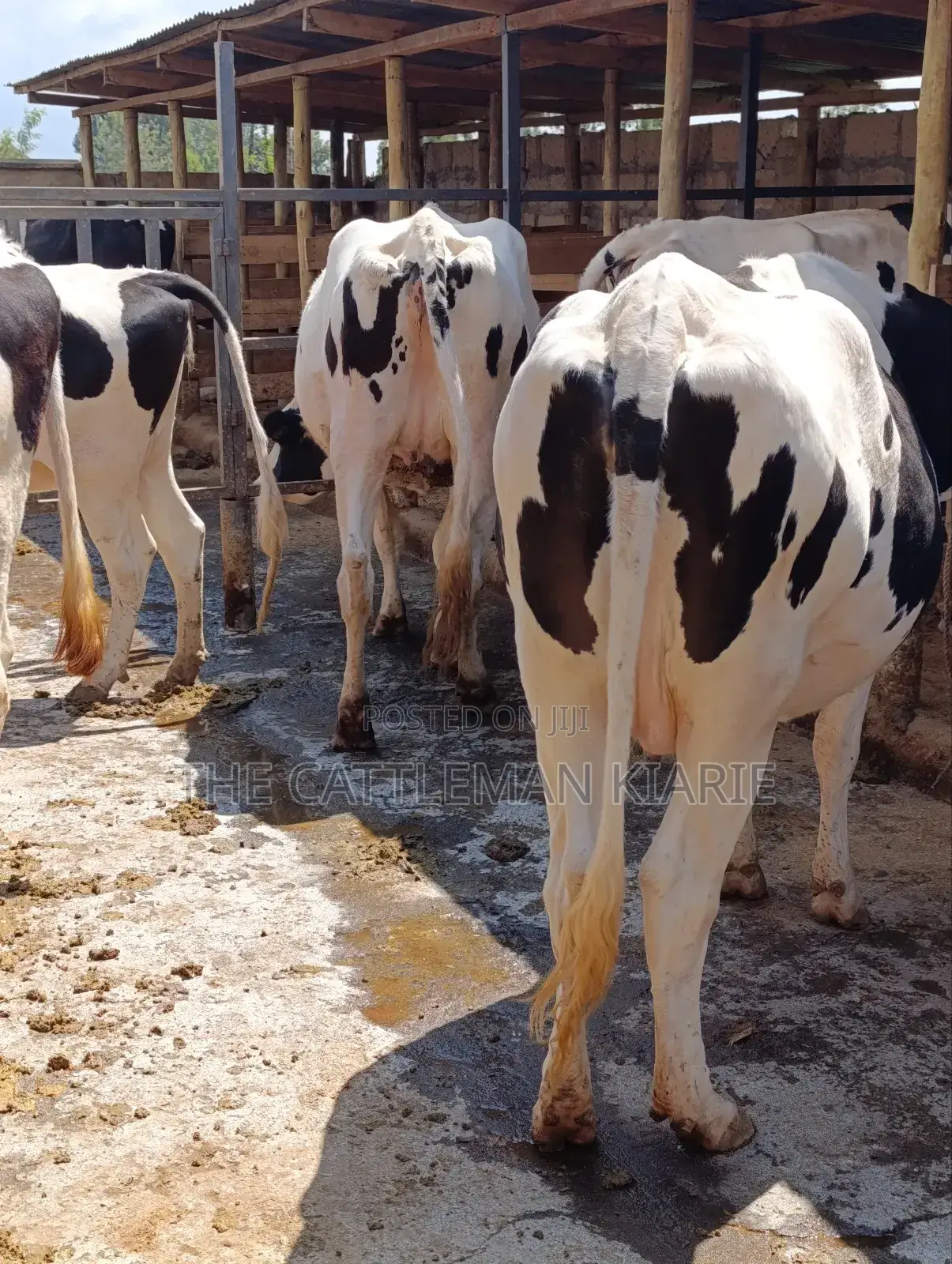 Holstein Incalf Heifers