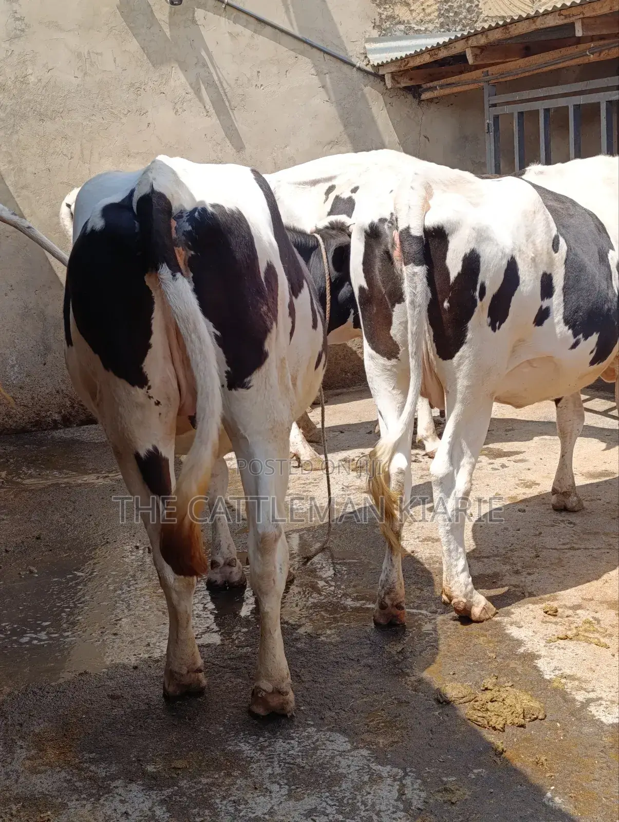Holstein Incalf Heifers