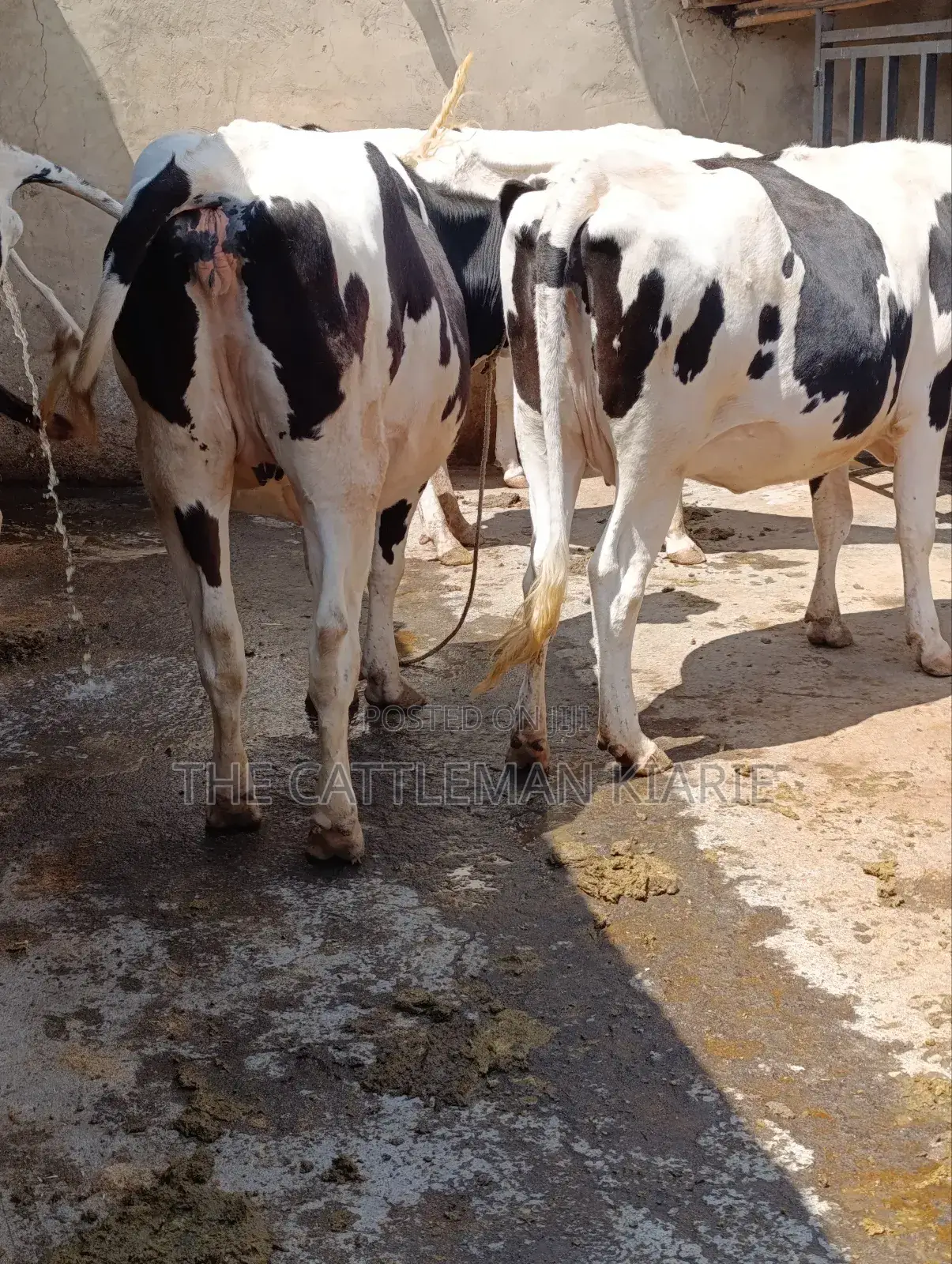 Holstein Incalf Heifers