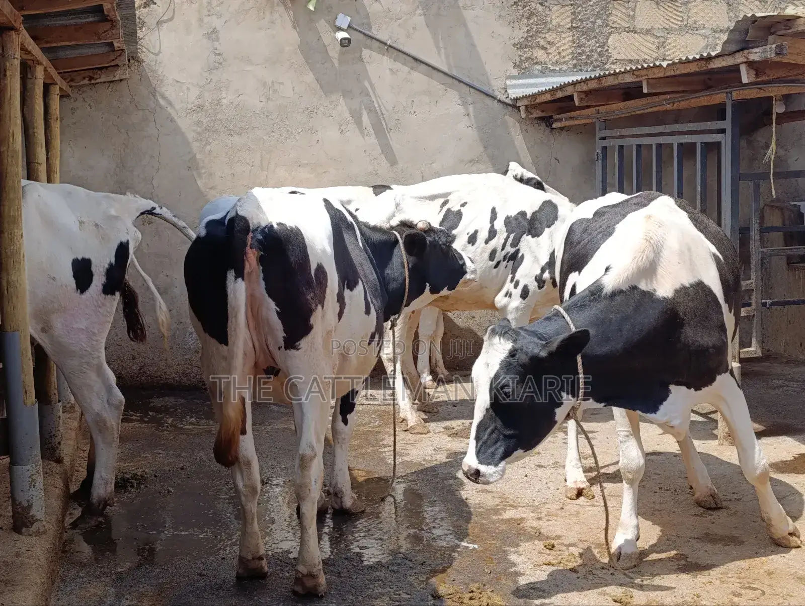 Holstein Incalf Heifers