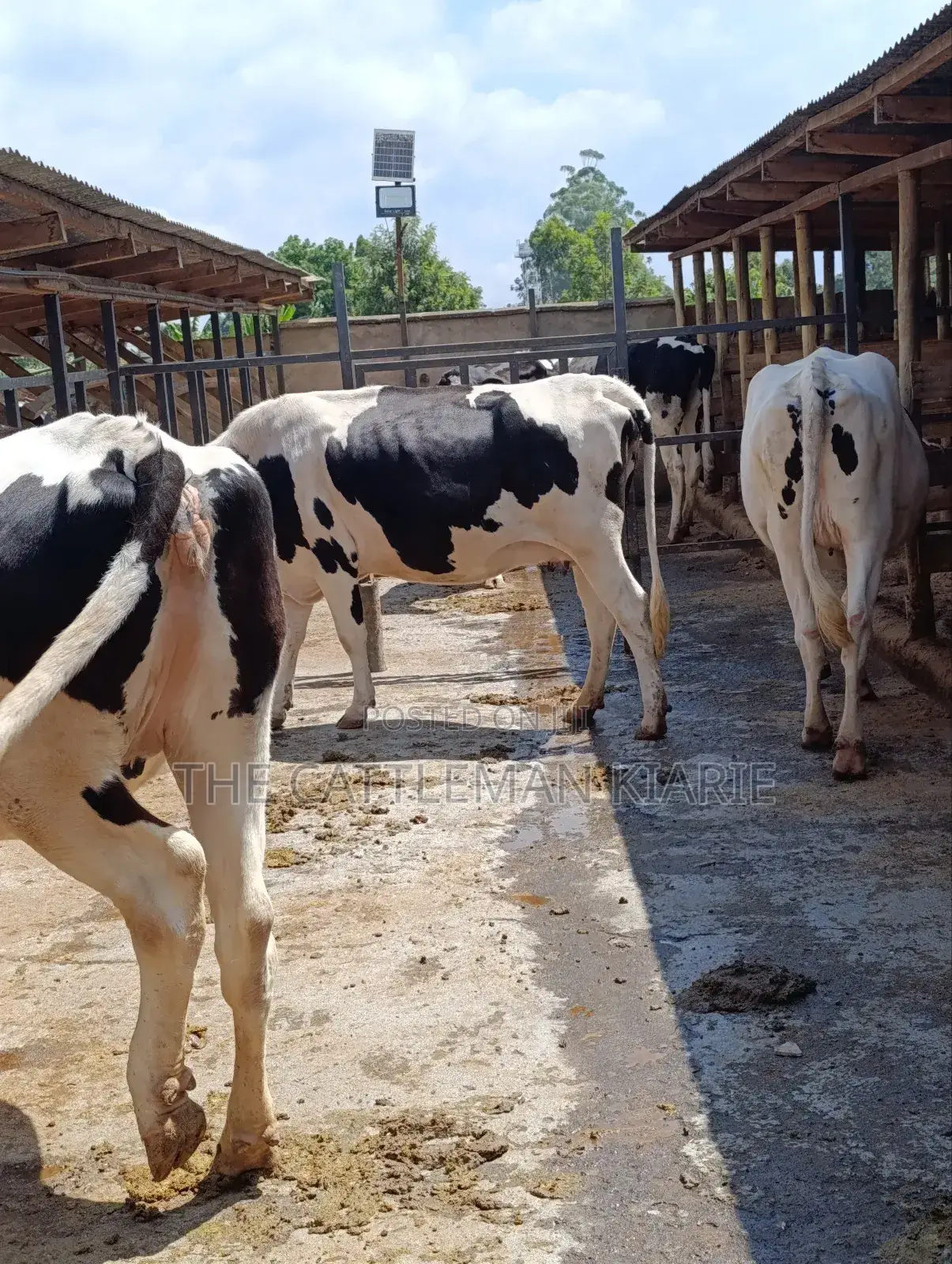 Holstein Incalf Heifers