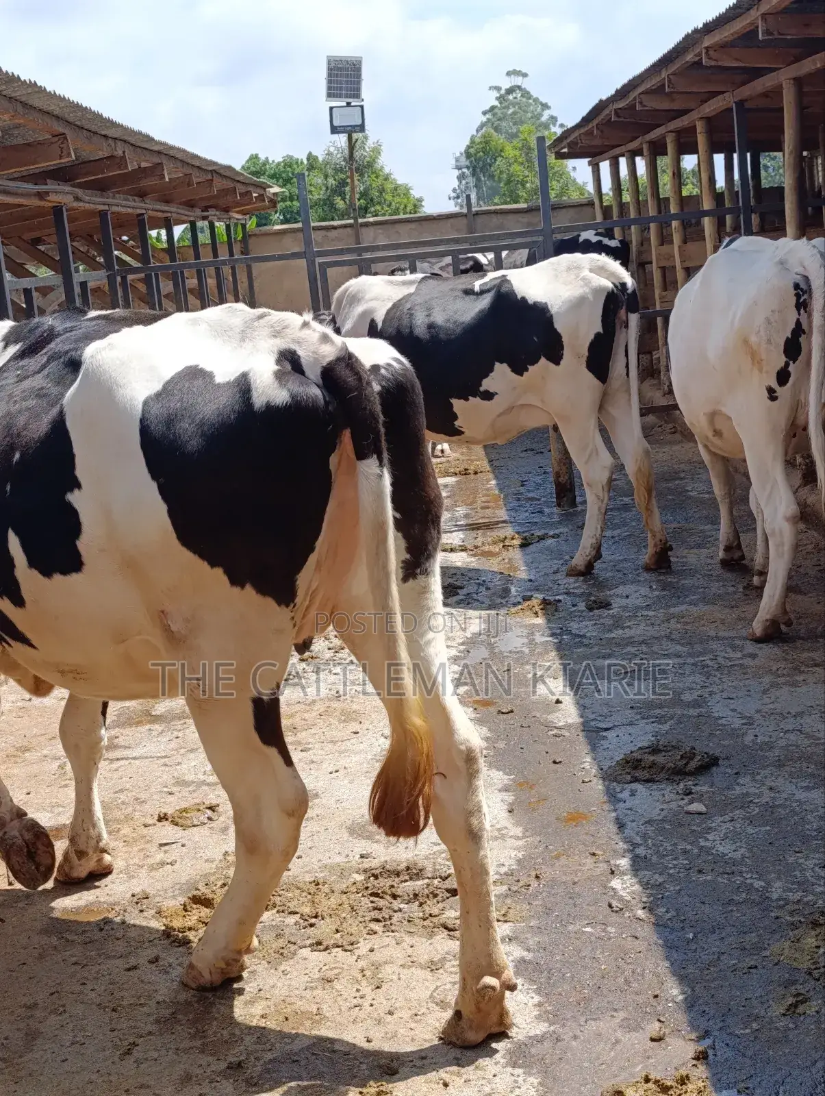 Holstein Incalf Heifers