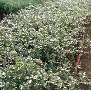 Terminalia Ornamental Shade Tree Seedling Moq 25. - main view