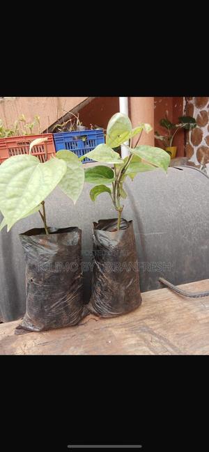 Black Pepper Seedling. - main view