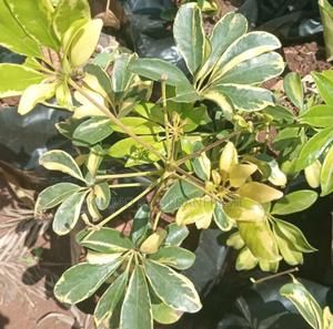 Variegated Dwarf Umbrella Tree Seedlings. - main view