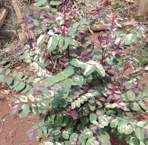 Breynia Disticha / Snow Bush Shrub Seedling. - main view