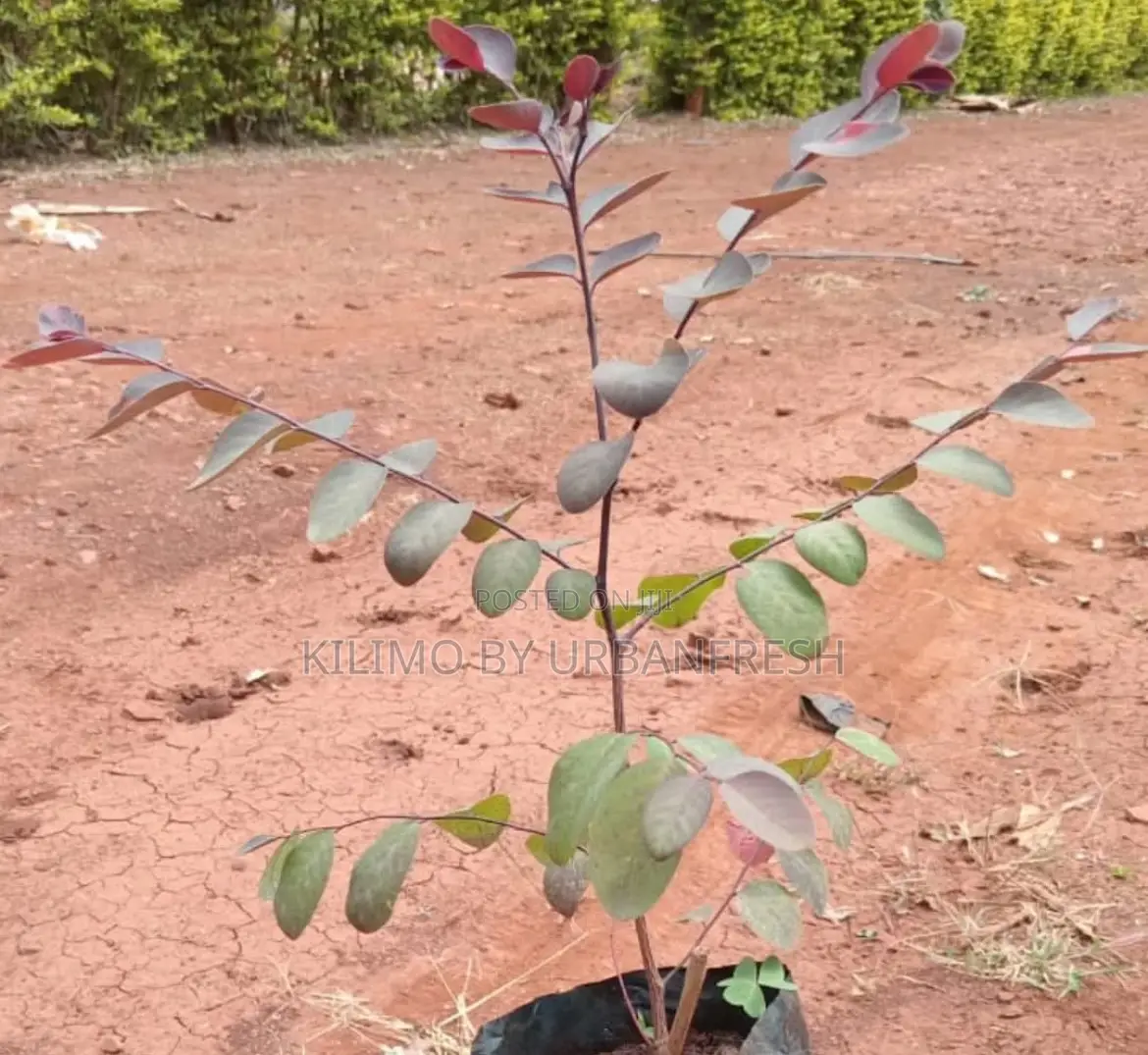 Breynia Disticha / Snow Bush Shrub Seedling.