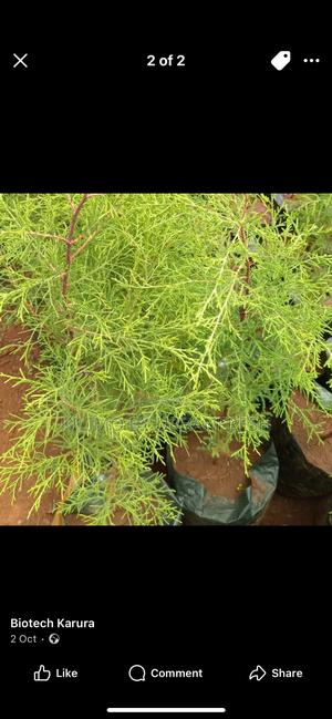 Mexican Cypress Tree Seedling. - main view
