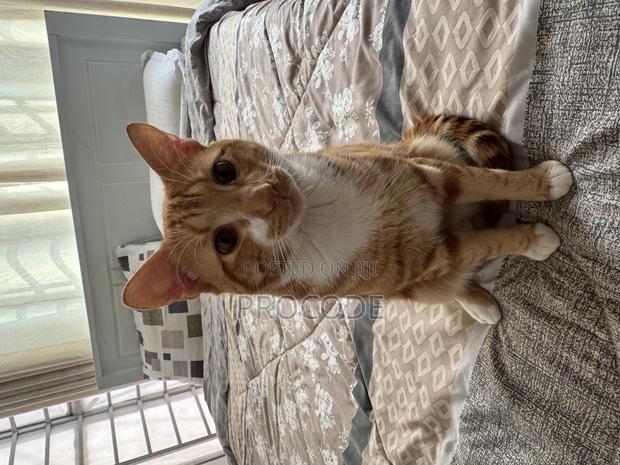 6-12 months Male Purebred American Shorthair