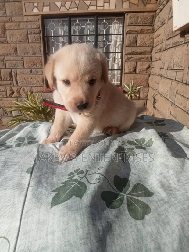 1-3 months Male Purebred Labrador Retriever - main view
