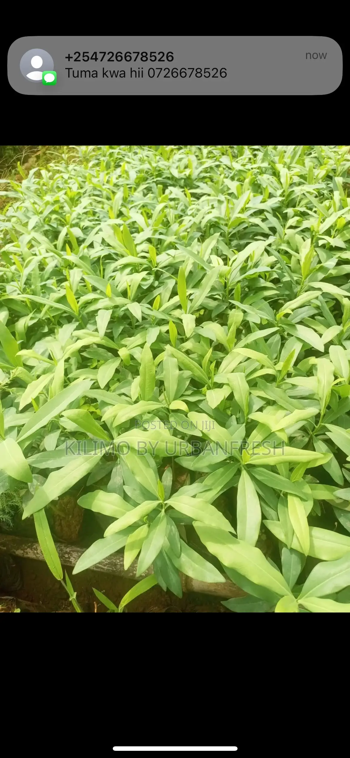 Warburgia Ugandensis ( Muthiga ) Tree Seedlings Moq 30.