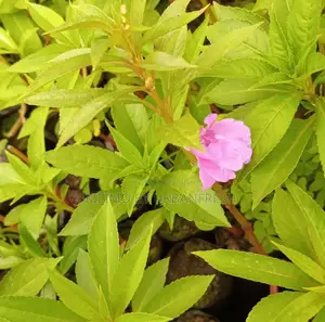 Garden Balsam Seedling.