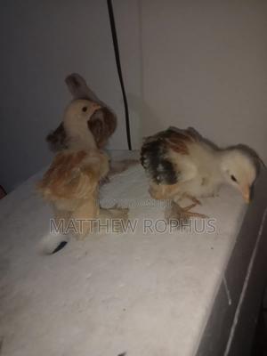 Brahma Chicks Pure Breeds - main view