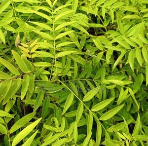American Cassia Tree Seedlings. - main view