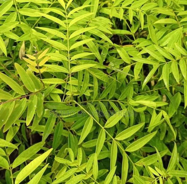 American Cassia Tree Seedlings.
