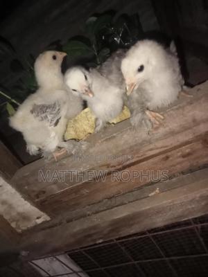 Brahma Chicks Pure - main view