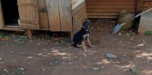 1-3 months Female Purebred German Shepherd - thumbnail 2