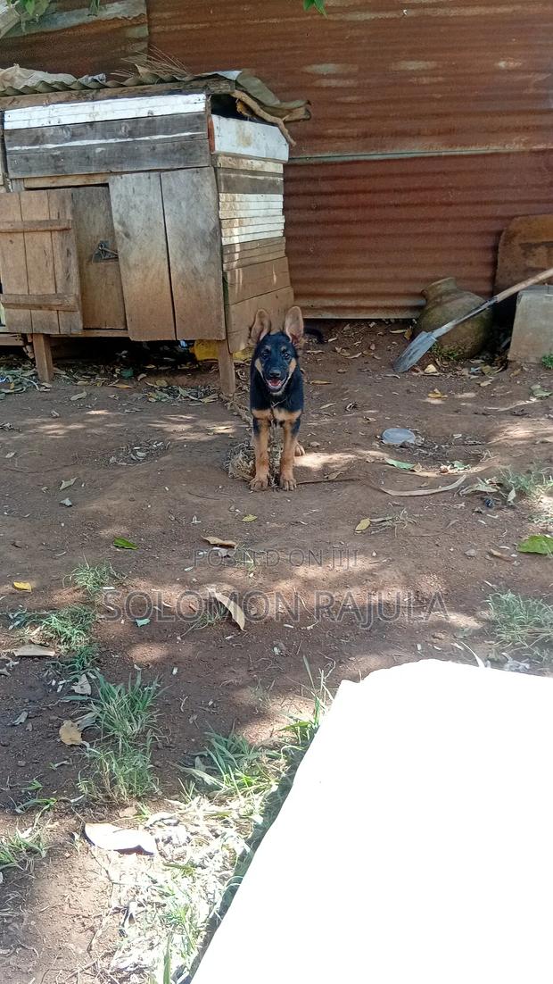 1-3 months Female Purebred German Shepherd - thumbnail 3