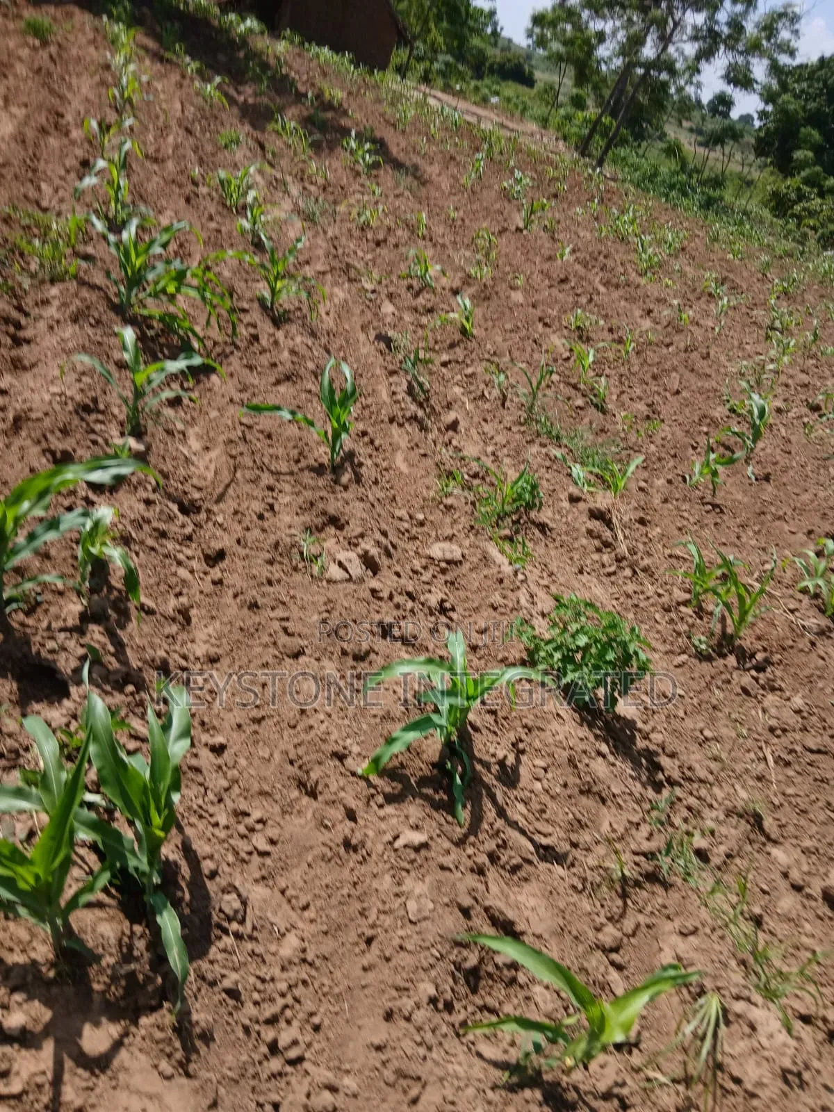 Gandini,Kwale Land for Sale