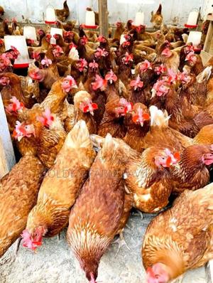 We Buy Ex Layers - main view