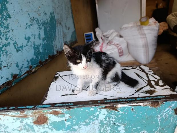 3-6 months Female Mixed Breed Tabby - thumbnail 3