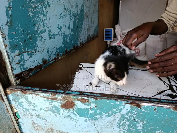 3-6 months Female Mixed Breed Tabby - thumbnail 4