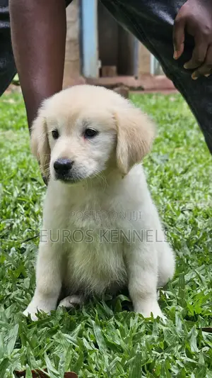 1-3 months Male Purebred Golden Retriever