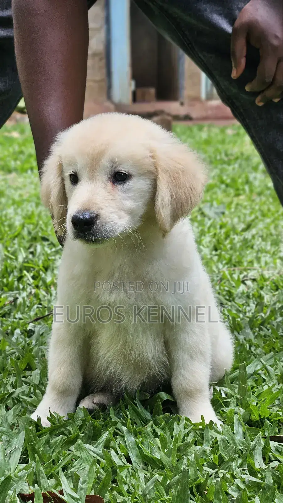 1-3 months Male Purebred Golden Retriever