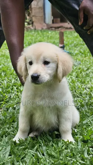 1-3 months Male Purebred Golden Retriever