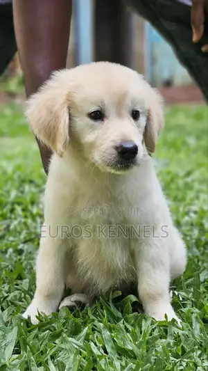 1-3 months Male Purebred Golden Retriever